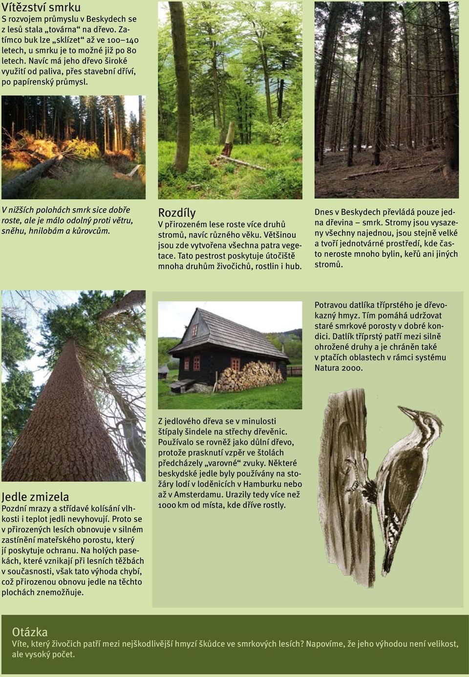 Rozdíly V přirozeném lese roste více druhů stromů, navíc různého věku. Většinou jsou zde vytvořena všechna patra vegetace. Tato pestrost poskytuje útočiště mnoha druhům živočichů, rostlin i hub.