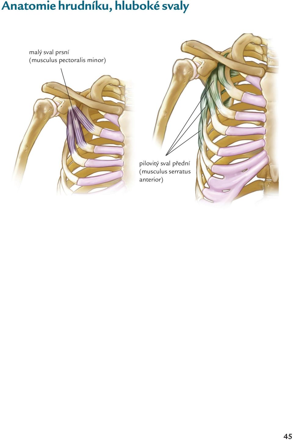 pectoralis minor) pilovitý sval