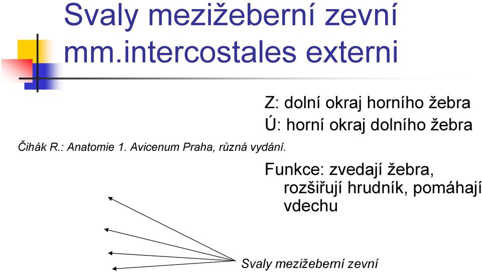 žebra Ú: horní okraj dolního žebra Funkce: