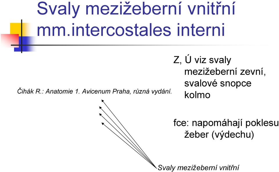 mezižeberní zevní, svalové snopce kolmo