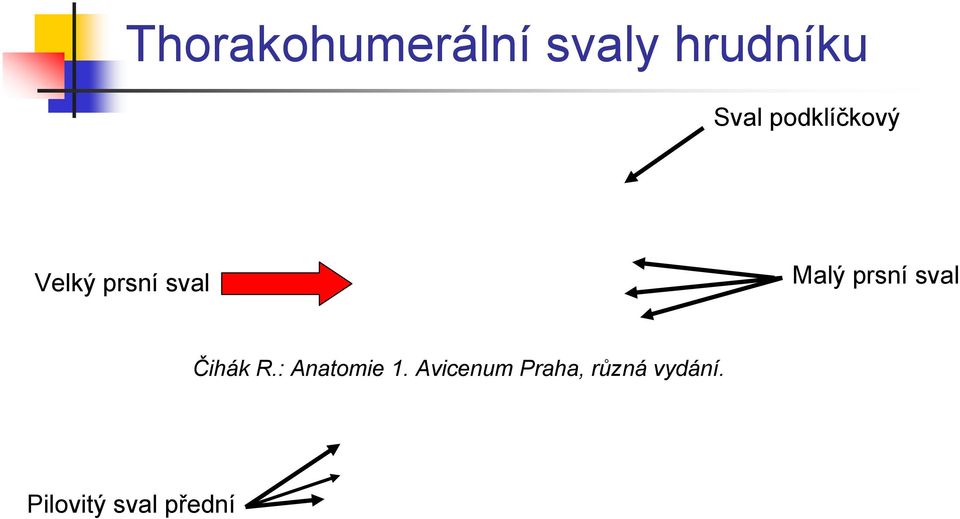 Velký prsní sval Malý