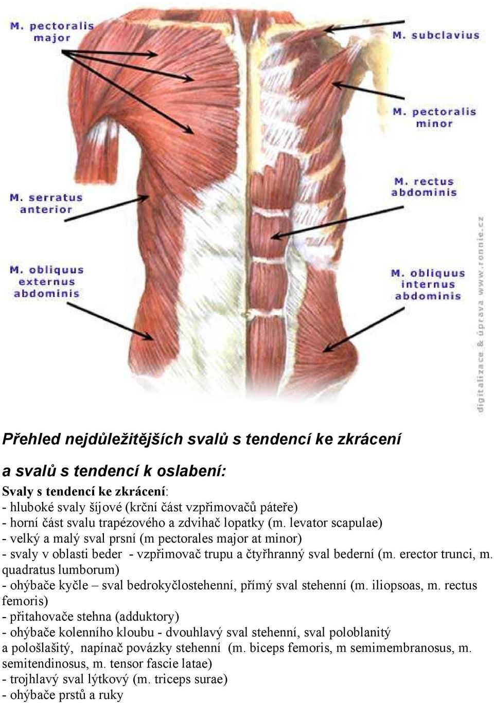 quadratus lumborum) - ohýbače kyčle sval bedrokyčlostehenní, přímý sval stehenní (m. iliopsoas, m.
