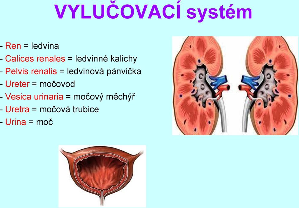 ledvinová pánvička - Ureter = močovod - Vesica