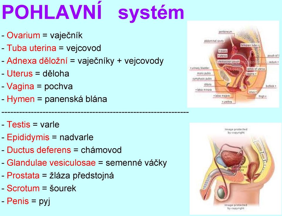 ---------------------------------------------------------------- - Testis = varle - Epididymis =