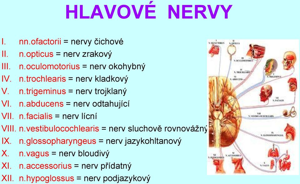 n.vestibulocochlearis = nerv sluchově rovnovážný IX. n.glossopharyngeus = nerv jazykohltanový X. n.vagus = nerv bloudivý XI.