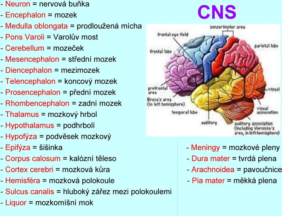 podhrbolí - Hypofýza = podvěsek mozkový CNS - Epifýza = šišinka - Meningy = mozkové pleny - Corpus calosum = kalózní těleso - Dura mater = tvrdá plena - Cortex cerebri =