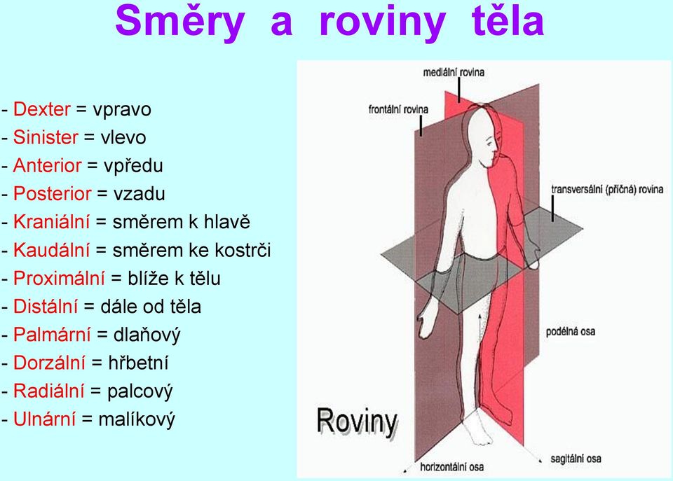 směrem ke kostrči - Proximální = blíže k tělu - Distální = dále od těla -