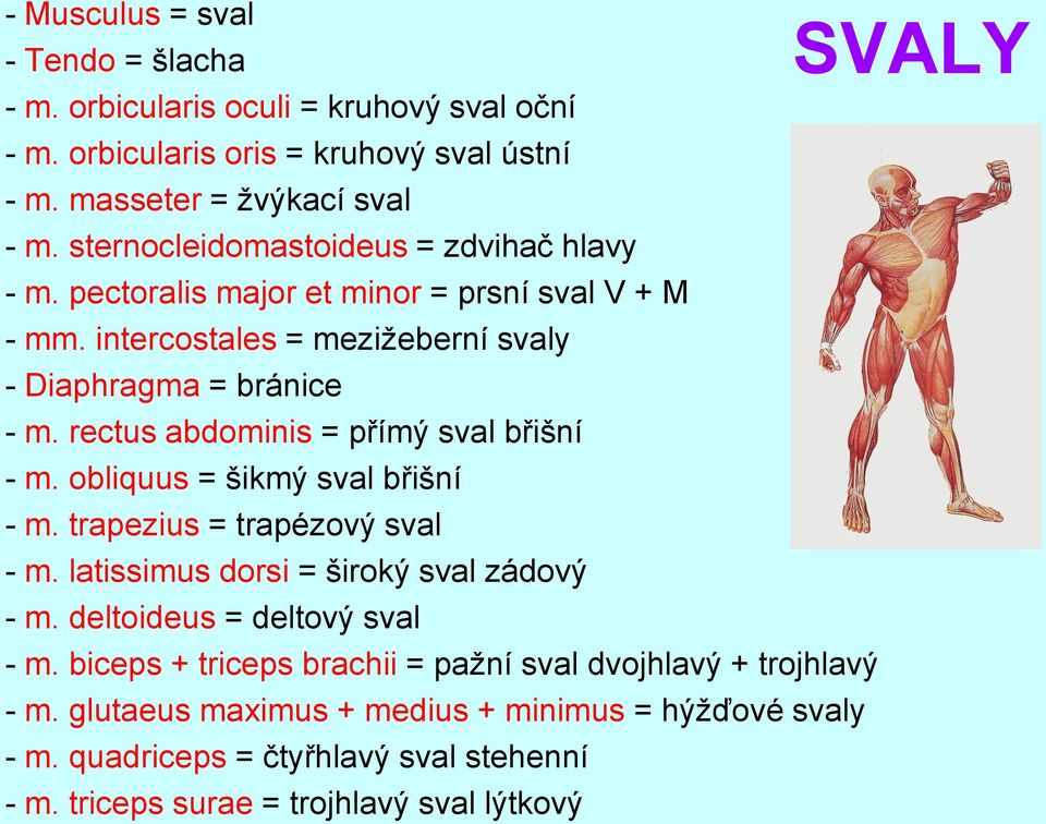 rectus abdominis = přímý sval břišní - m. obliquus = šikmý sval břišní - m. trapezius = trapézový sval - m. latissimus dorsi = široký sval zádový - m.