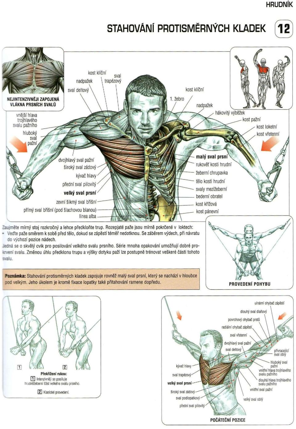 Série mnoha opakování umožňují dobré pro- - svalu.