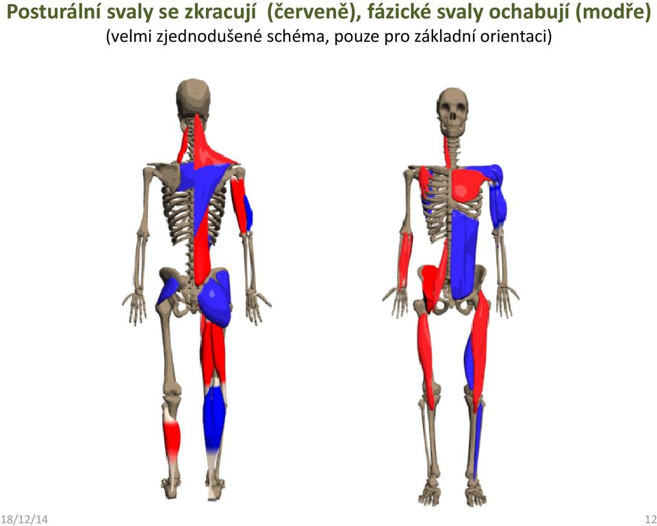 (modře) (velmi zjednodušené