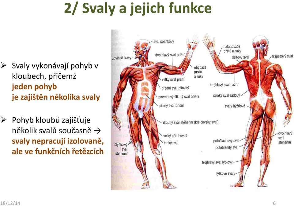 svaly Pohyb kloubů zajišťuje několik svalů současně