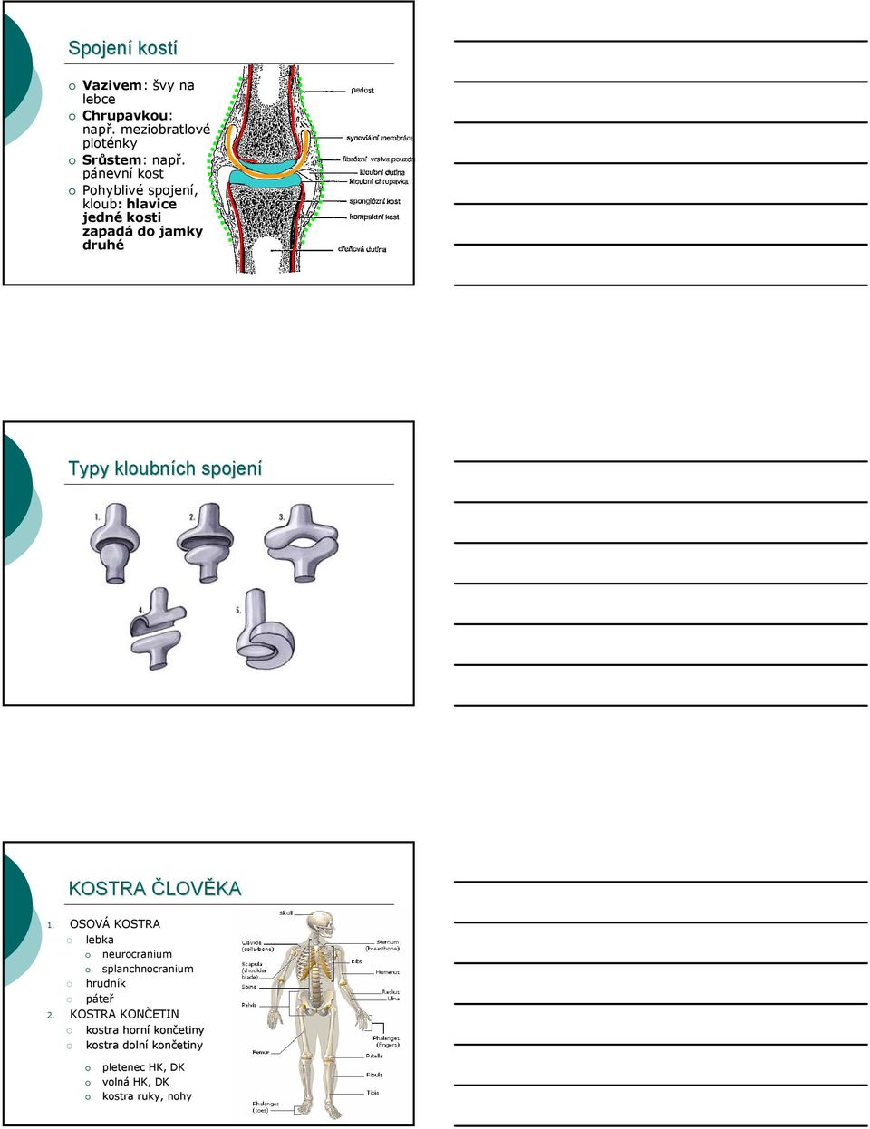 spojení KOSTRA ČLOVĚKA 1. OSOVÁ KOSTRA lebka neurocranium splanchnocranium hrudník páteř 2.