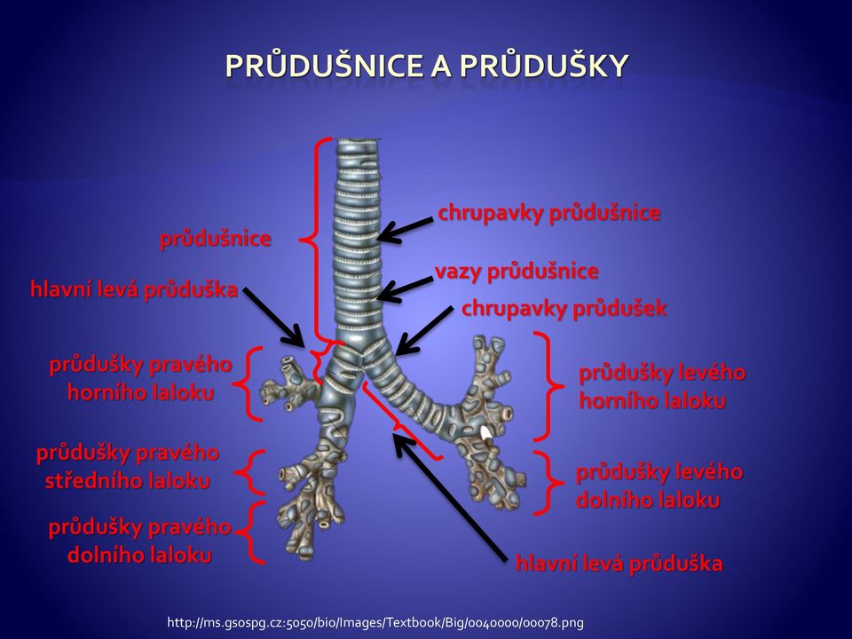 průdušnice chrupavky průdušek průdušky levého horního laloku průdušky levého