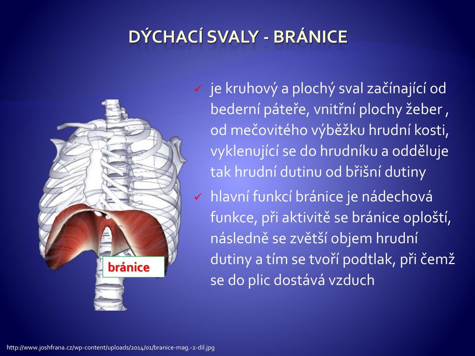 je nádechová funkce, při aktivitě se bránice oploští, následně se zvětší objem hrudní dutiny a tím se tvoří