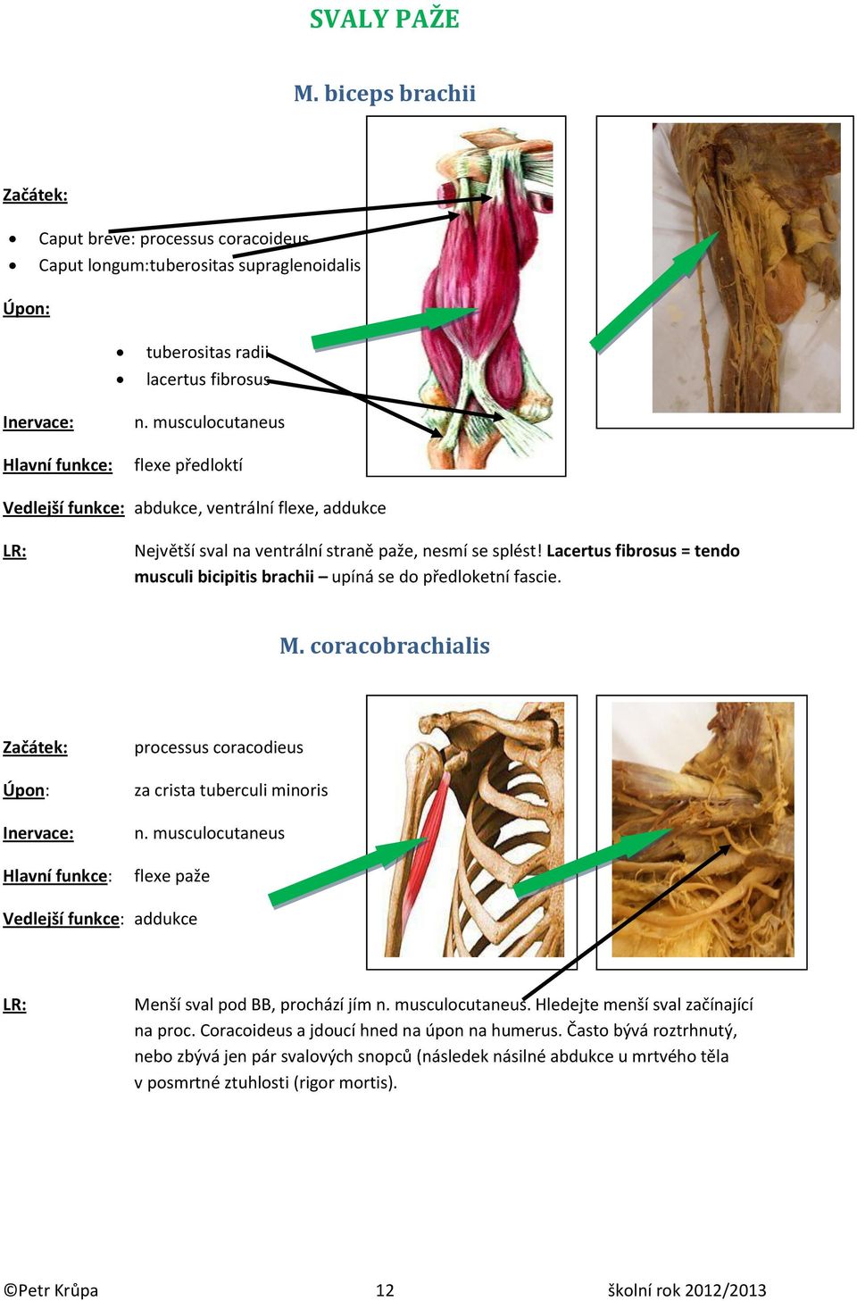 Lacertus fibrosus = tendo musculi bicipitis brachii upíná se do předloketní fascie. M. coracobrachialis processus coracodieus za crista tuberculi minoris n.