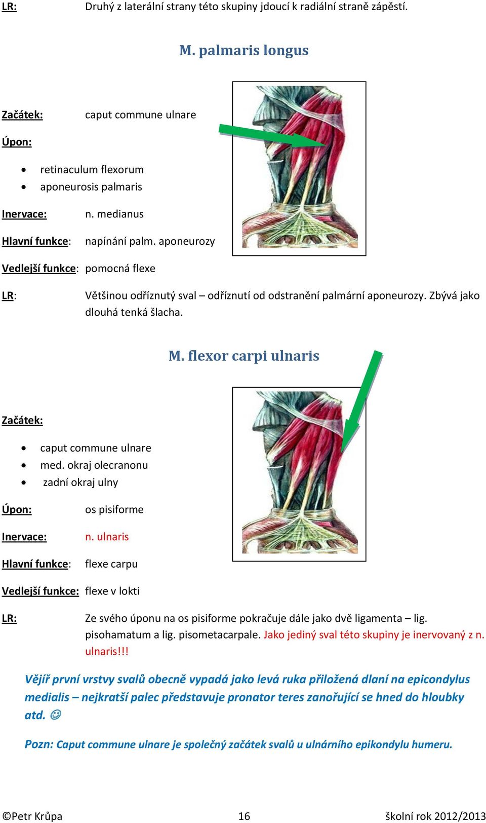 okraj olecranonu zadní okraj ulny os pisiforme n. ulnaris flexe carpu Vedlejší funkce: flexe v lokti Ze svého úponu na os pisiforme pokračuje dále jako dvě ligamenta lig. pisohamatum a lig.