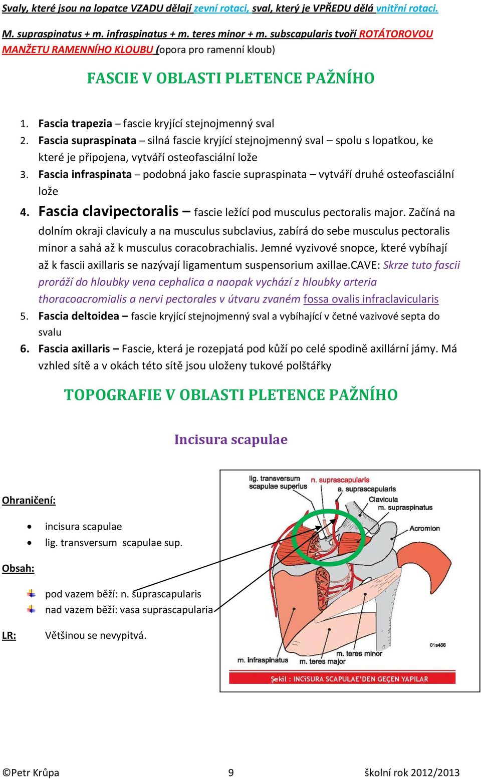 Fascia supraspinata silná fascie kryjící stejnojmenný sval spolu s lopatkou, ke které je připojena, vytváří osteofasciální lože 3.