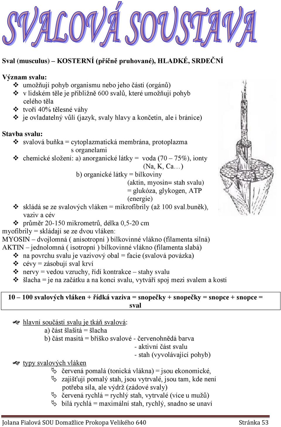 anorganické látky = voda (70 75%), ionty (Na, K, Ca ) b) organické látky = bílkoviny (aktin, myosin= stah svalu) = glukóza, glykogen, ATP (energie) skládá se ze svalových vláken = mikrofibrily (až