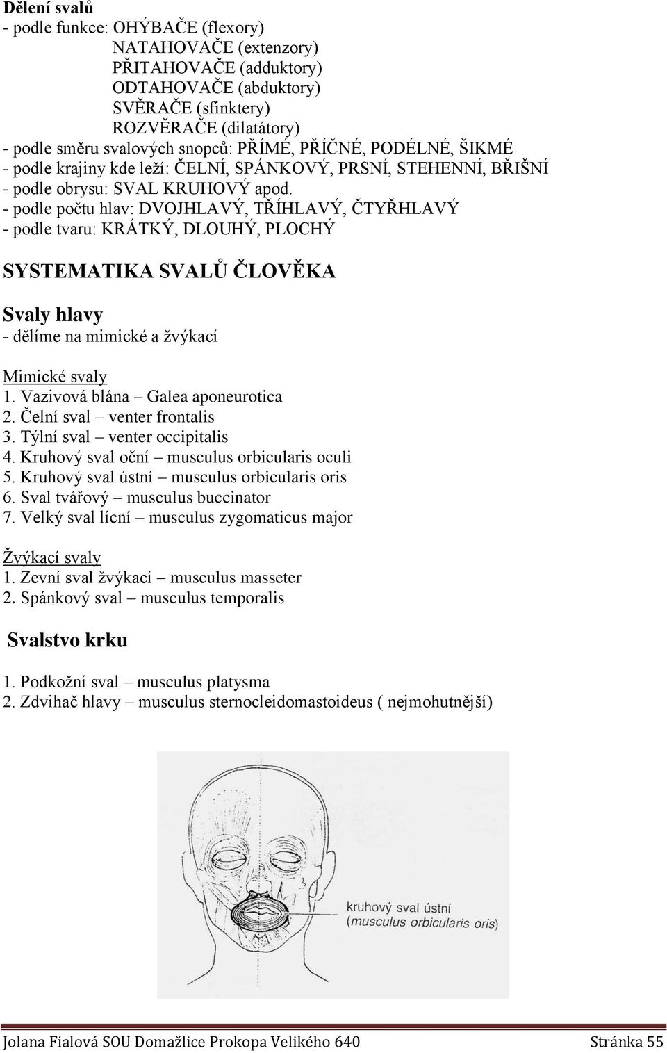 - podle počtu hlav: DVOJHLAVÝ, TŘÍHLAVÝ, ČTYŘHLAVÝ - podle tvaru: KRÁTKÝ, DLOUHÝ, PLOCHÝ SYSTEMATIKA SVALŮ ČLOVĚKA Svaly hlavy - dělíme na mimické a žvýkací Mimické svaly 1.