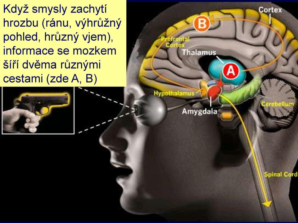 vjem), informace se mozkem