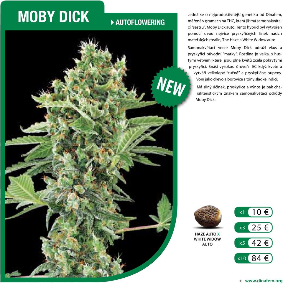 Samonakvétací verze Moby Dick odráží vkus a pryskyřici původní matky. Rostlina je velká, s hustými větvemi,které jsou plné květů zcela pokrytými pryskyřicí.