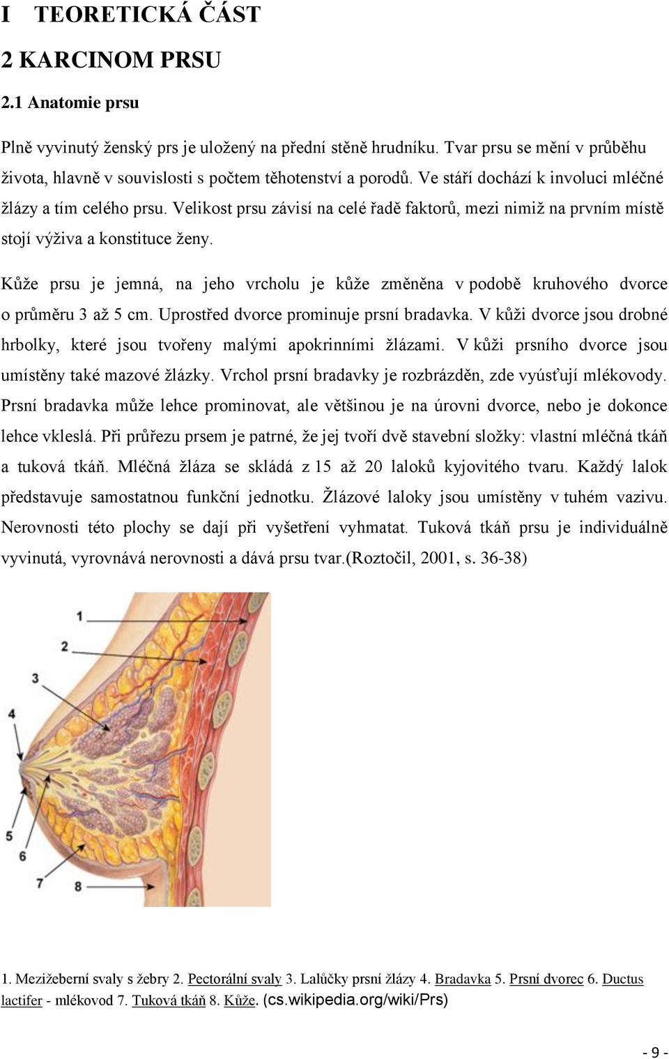 Velikost prsu závisí na celé řadě faktorů, mezi nimiž na prvním místě stojí výživa a konstituce ženy. Kůže prsu je jemná, na jeho vrcholu je kůže změněna v podobě kruhového dvorce o průměru 3 až 5 cm.