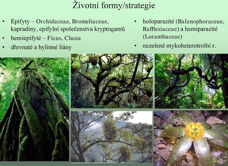 Clusia dřevnaté a bylinné liány holoparazité (Balanophoraceae,