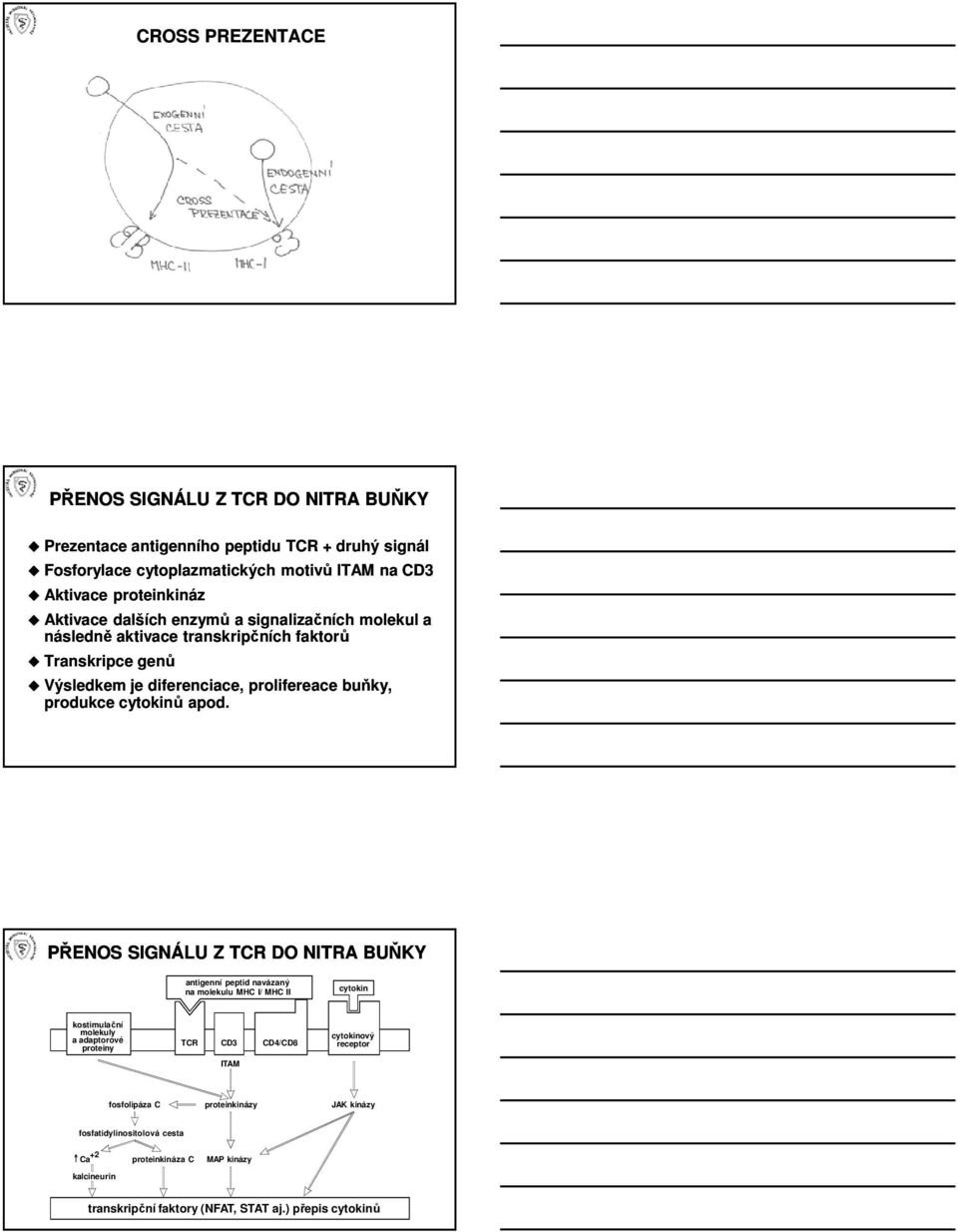 apod. PŘENOS SIGNÁLU Z TCR DO NITRA BUŇKY antigenní peptid navázaný na molekulu MHC I/ MHC II cytokin kostimulační molekuly a adaptorové proteiny TCR CD3 CD4/CD8 cytokinový