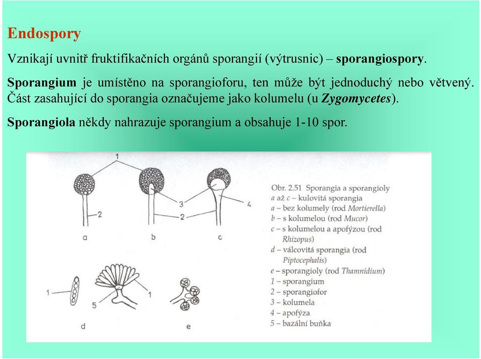 Sporangium je umístěno na sporangioforu, ten může být jednoduchý nebo