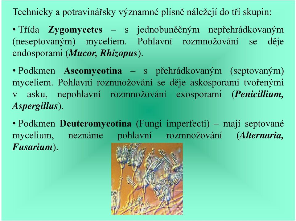 Podkmen Ascomycotina s přehrádkovaným (septovaným) myceliem.