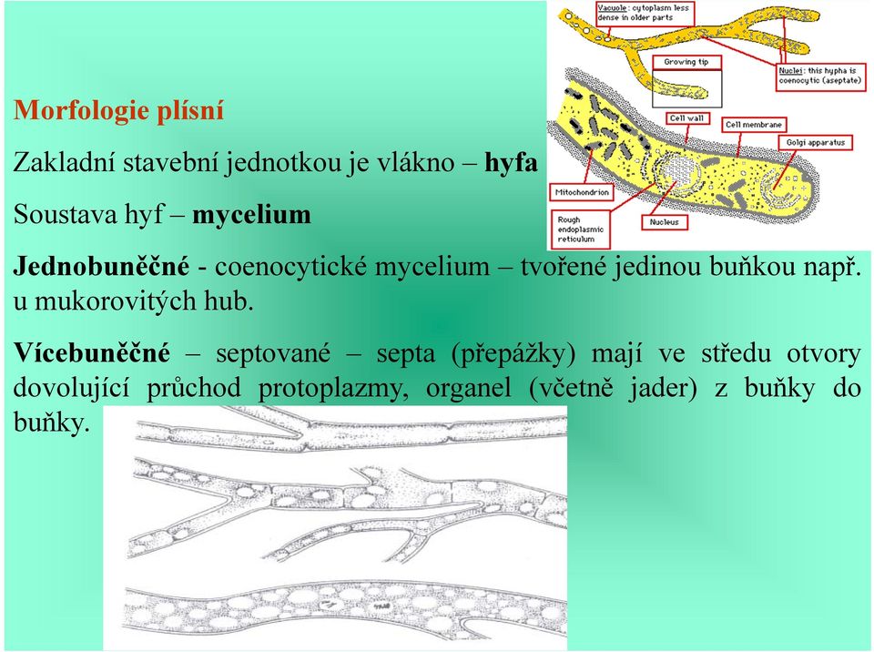 u mukorovitých hub.