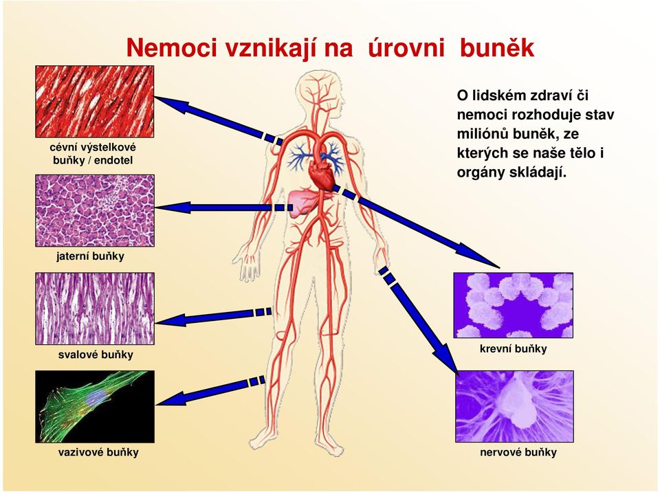 buněk, ze kterých se naše tělo i orgány skládají.