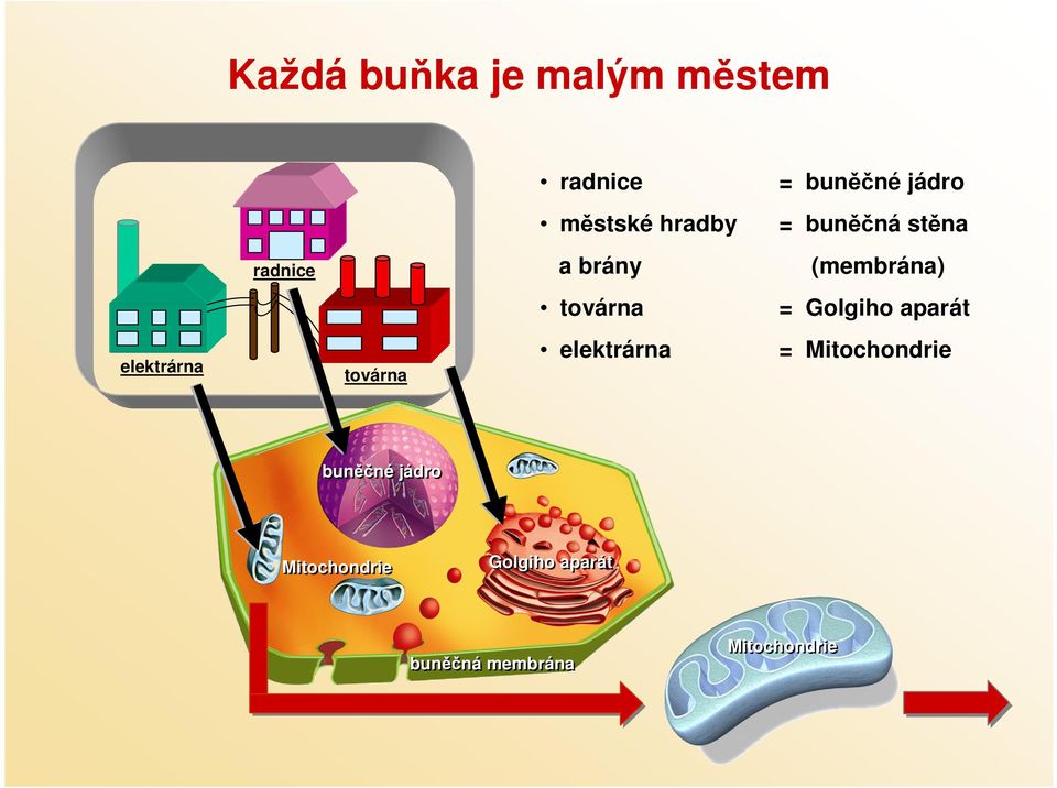 Golgiho aparát elektrárna továrna elektrárna = Mitochondrie