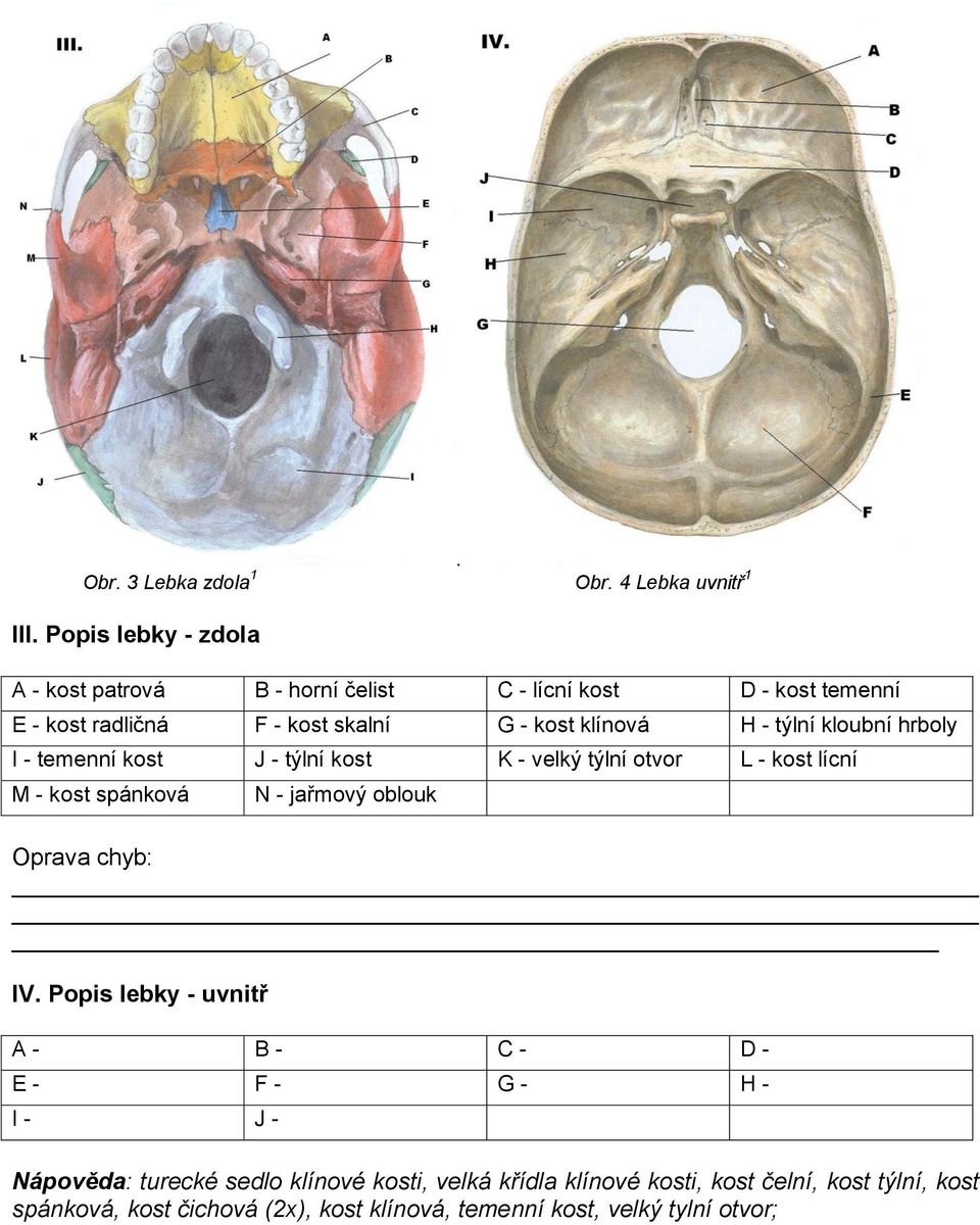 týlní kloubní hrboly I - temenní kost J - týlní kost K - velký týlní otvor L - kost lícní M - kost spánková N - jařmový oblouk Oprava chyb: