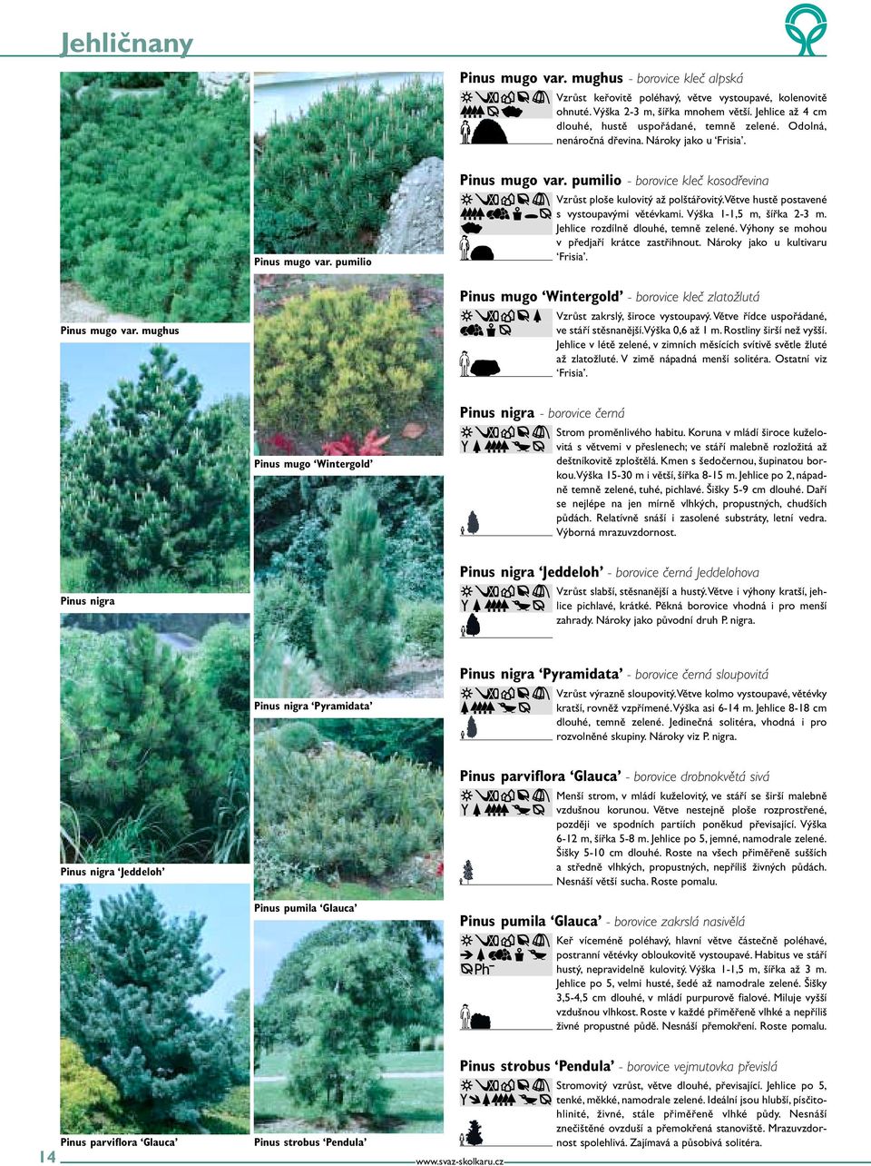 pumilio - borovice kleč kosodřevina Vzrůst ploše kulovitý až polštářovitý.větve hustě postavené s vystoupavými větévkami. Výška 1-1,5 m, šířka 2-3 m. Jehlice rozdílně dlouhé, temně zelené.
