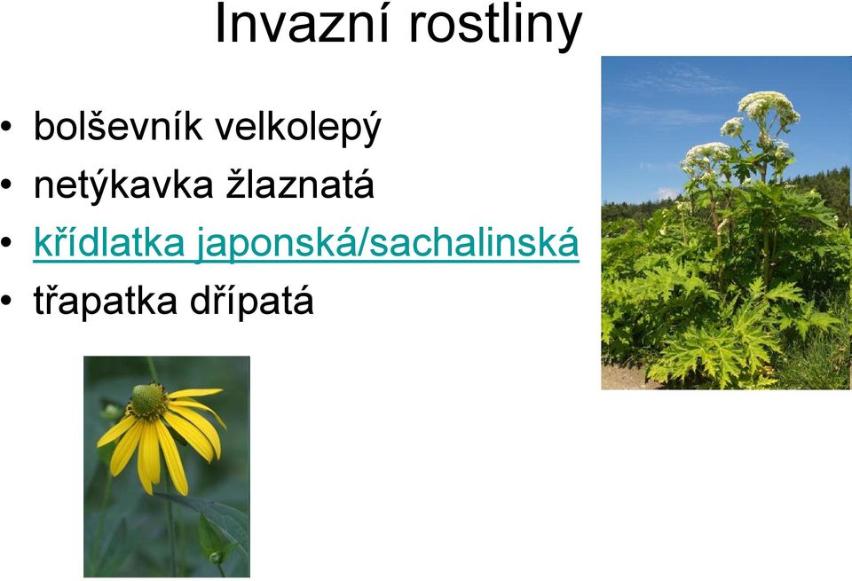 netýkavka žlaznatá