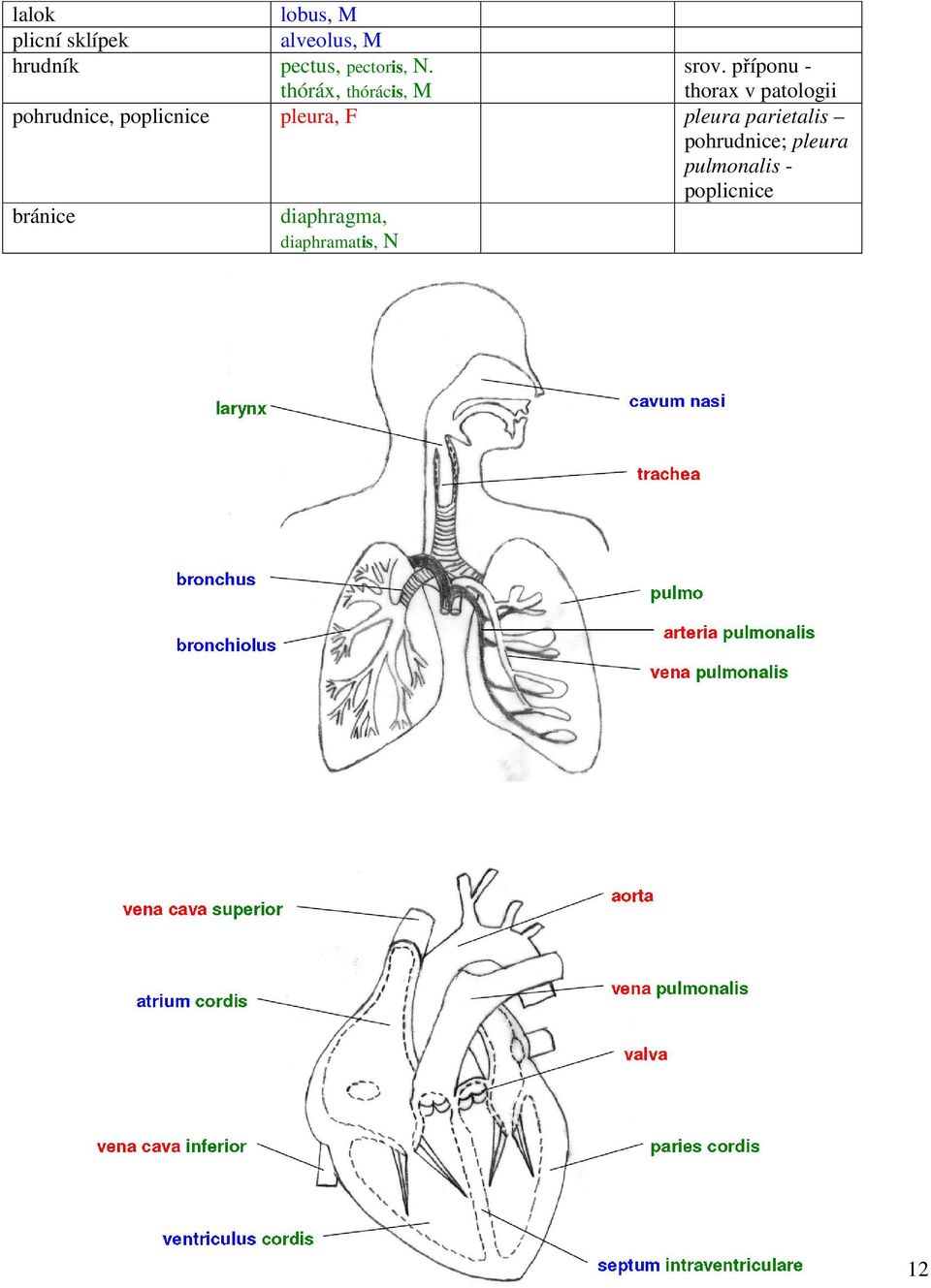 příponu - thorax v patologii pohrudnice, poplicnice pleura, F
