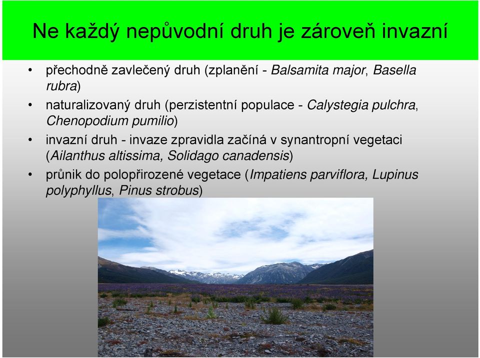 pumilio) invazní druh - invaze zpravidla začíná v synantropní vegetaci (Ailanthus altissima,