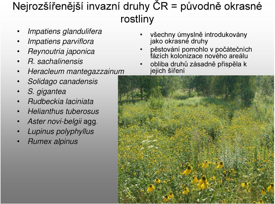 gigantea Rudbeckia laciniata Helianthus tuberosus Aster novi-belgii agg.