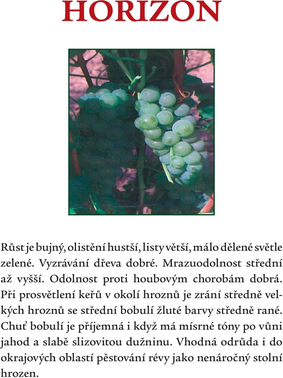 Při prosvětlení keřů v okolí hroznů je zrání středně velkých hroznů se střední bobulí žluté barvy středně rané.