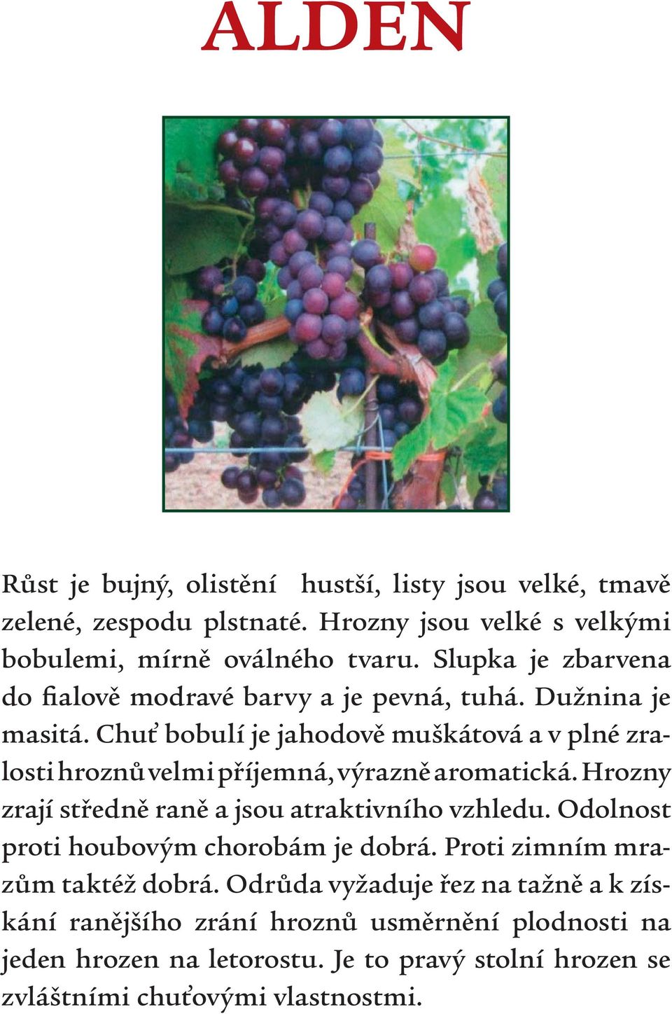 Chuť bobulí je jahodově muškátová a v plné zralosti hroznů velmi příjemná, výrazně aromatická. Hrozny zrají středně raně a jsou atraktivního vzhledu.