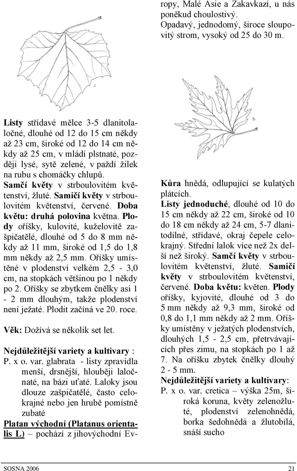 chlupů. Samčí květy v strboulovitém květenství, ţluté. Samičí květy v strboulovitém květenství, červené. Doba květu: druhá polovina května.