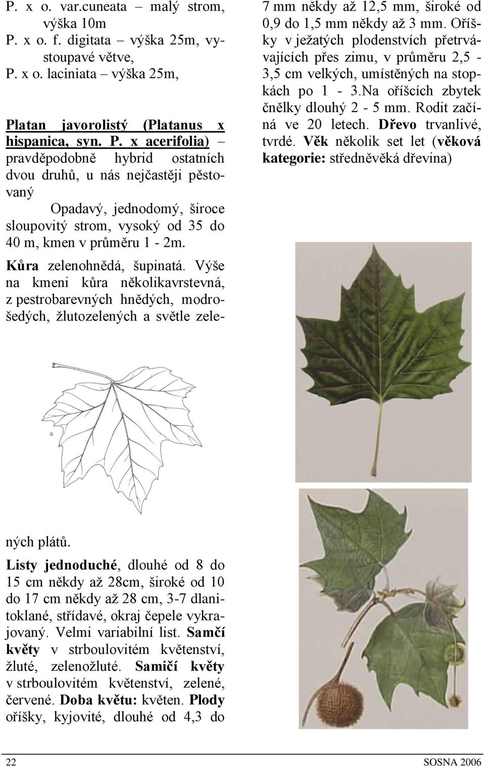 x o. laciniata výška 25m, Platan javorolistý (Platanus x hispanica, syn. P. x acerifolia) pravděpodobně hybrid ostatních dvou druhů, u nás nejčastěji pěstovaný Opadavý, jednodomý, široce sloupovitý strom, vysoký od 35 do 40 m, kmen v průměru 1-2m.