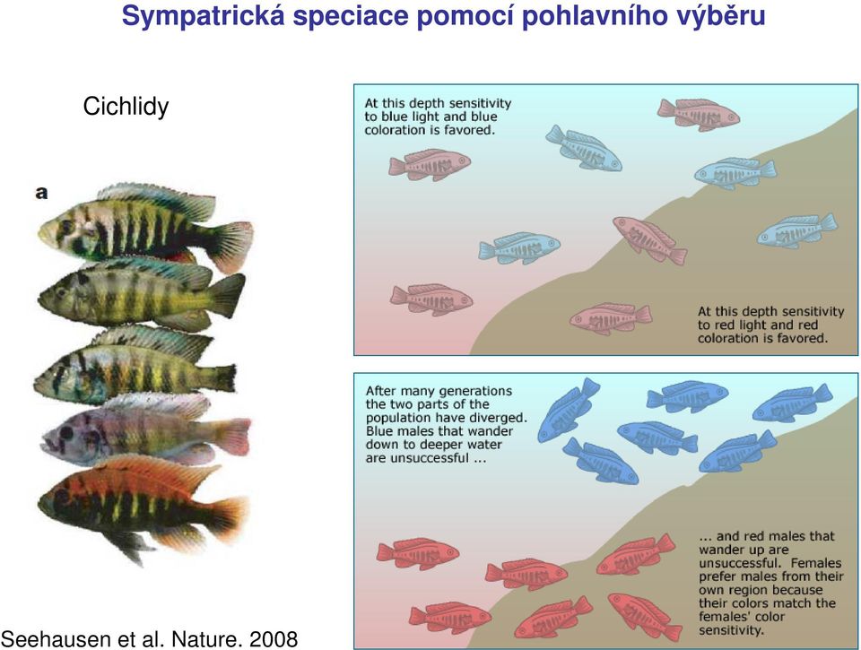 Duplikace genomu vytvoří okamžitou