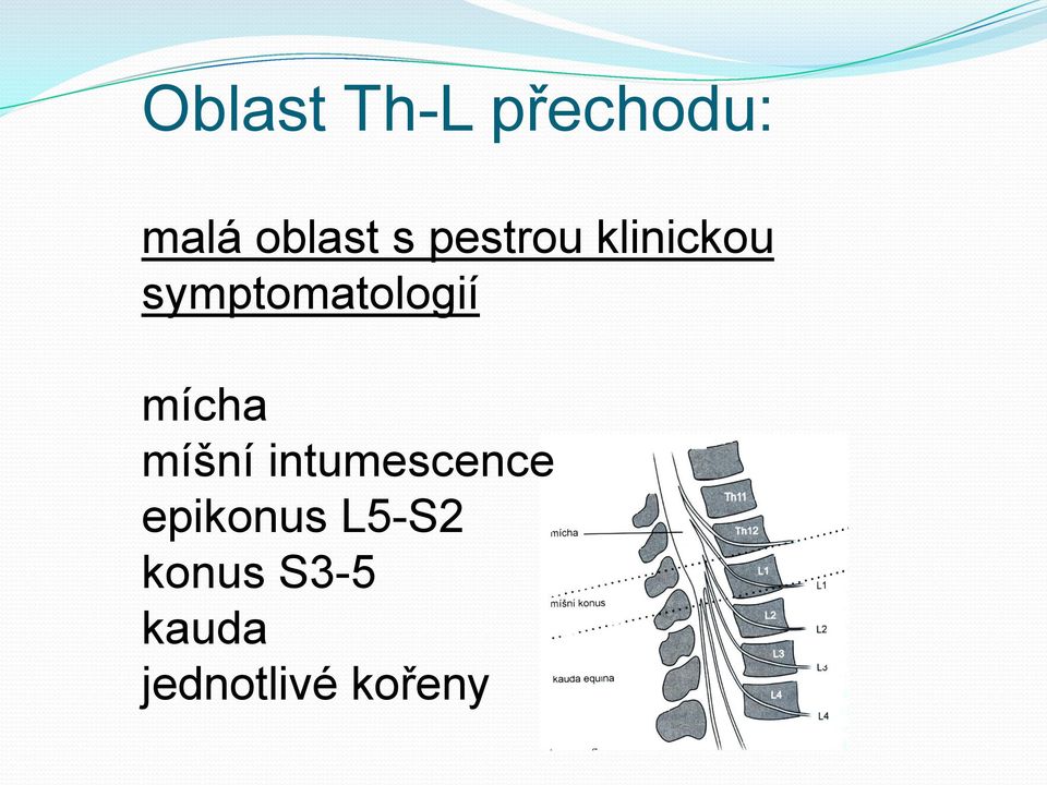 mícha míšní intumescence epikonus