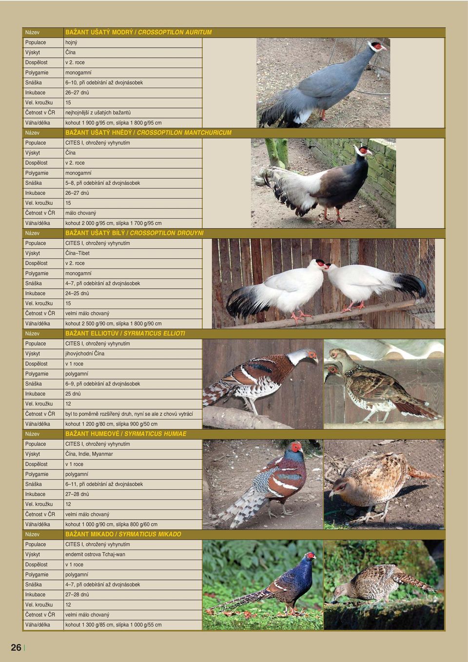 při odebírání až dvojnásobek Váha/délka kohout 2 500 g/90 cm, slípka 1 800 g/90 cm BAŽANT ELLIOTŮV / SYRMATICUS ELLIOTI jihovýchodní 6 9, při odebírání až dvojnásobek Četnost v ČR byl to poměrně