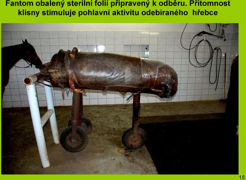 Přítomnost klisny stimuluje