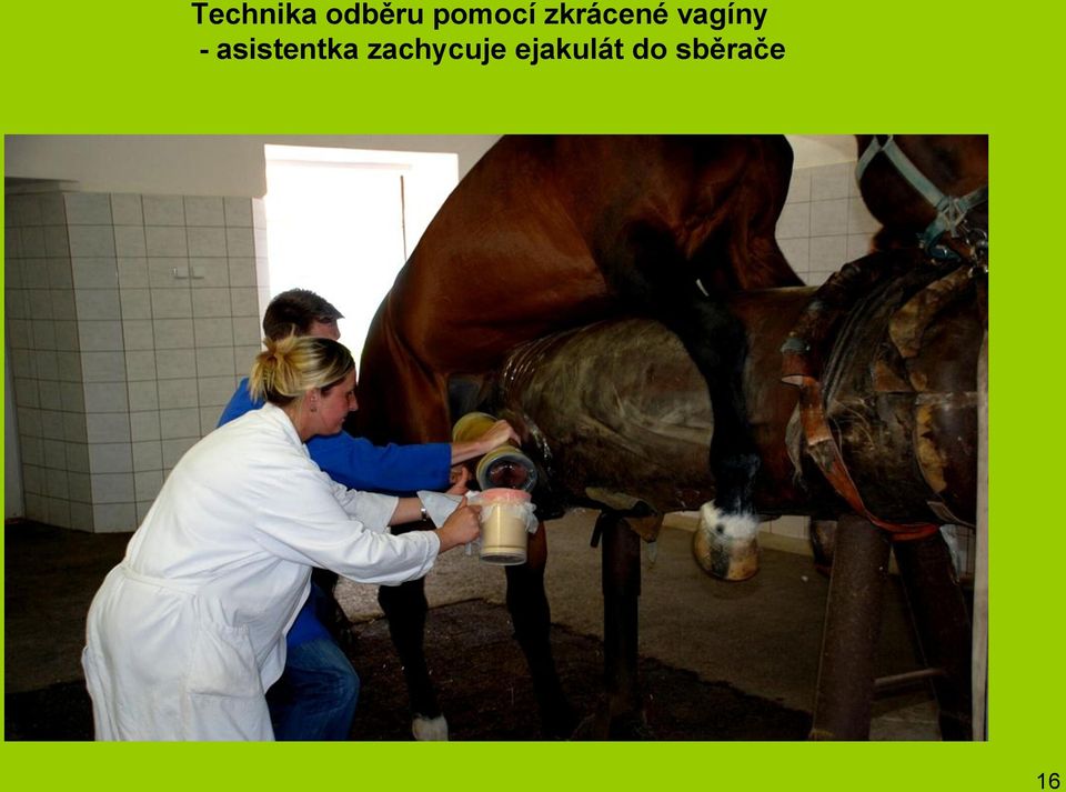 vagíny - asistentka
