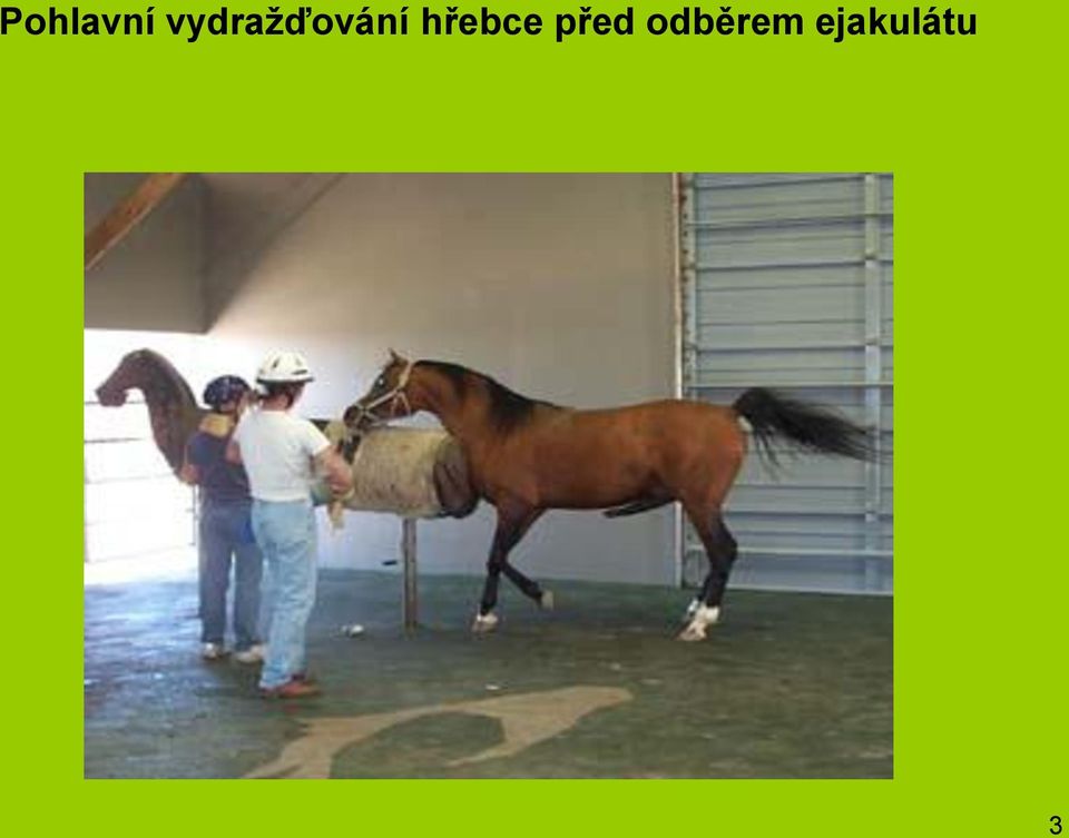 hřebce před