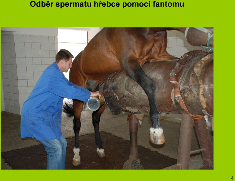 hřebce